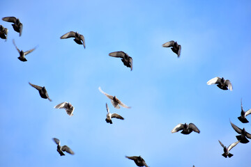 In the picture, a small flock of pigeons is flying against the background of a blue sky.