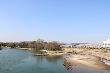 旭川さくらみちの桜並木