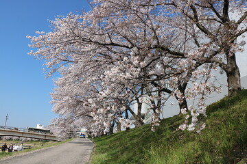 Obraz premium 旭川さくらみちの桜並木