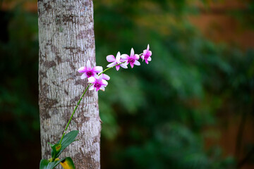 Branches and many bright purple orchid flowers, planted on large tree trunks, popular Thai orchids...