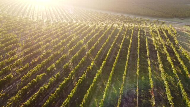 Organic viticulture vineyard agriculture aerial view in Langhe, Piedmont Italy at sunset