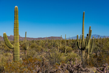 Saguaro Cacti Cover the Scene