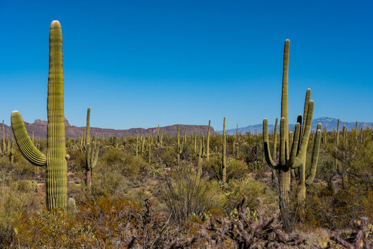 Saguaro Cacti Cover the Scene © kellyvandellen