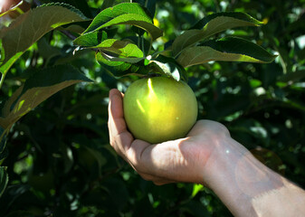 A man's hand holds apple on tree. Apple orchard 