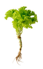 fresh lettuce plant with roots, green leafy vegetable isolated on white background, closeup 