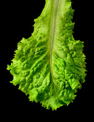fresh lettuce leaf, green leafy vegetable isolated on black background, closeup macro foliage