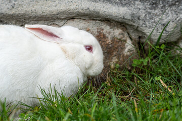 close up of a cute white rabbit with red eyes eating grass besides a big rock in the park
