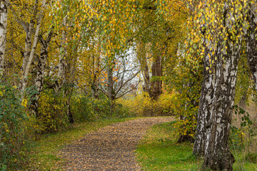 a beautiful walking path in the park with trees on both sides filled with golden leaves on an overcast day