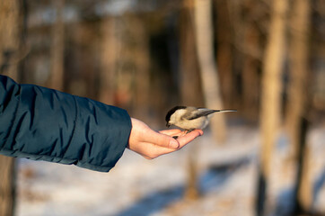 Fallen autumn colorful leaves on the grass. Top view.