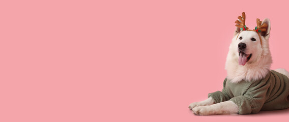 Cute dog in winter clothes and with Christmas decor on color background with space for text