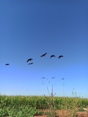 flock of birds