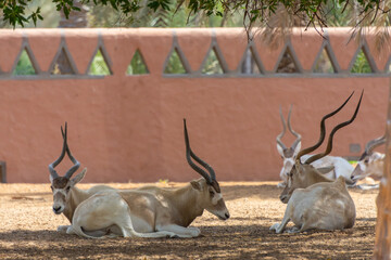 white antelope