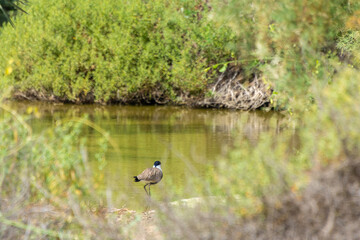 Spur-winged lapwing