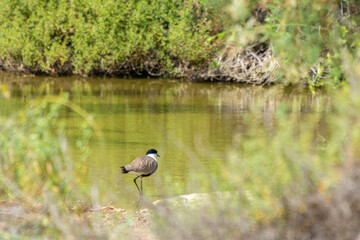 Spur-winged lapwing