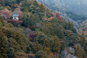 Isolated temple in a ocean of trees in autumn color. View of autumn in Japan.