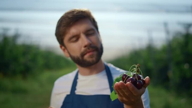 Focused business entrepreneur holding cherry at agriculture farm. Farm concept.