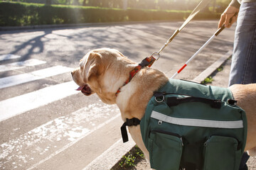 Blind man with guide dog crossing road in city