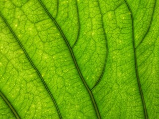 green leaf texture