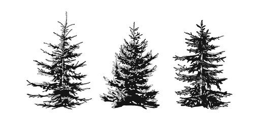 silhouettes of spruce. firtrees vector sketch. Vector graphics. hand drawing. Eps