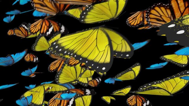 Butterflies Swarm Butterfly Kaleidoscope Transition