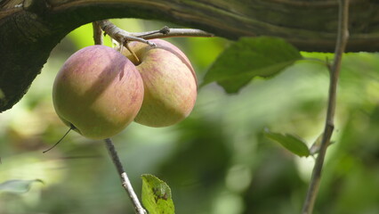 Sweet and organic plums grown at Fu Shou Shan Farm mountain in Taiwan