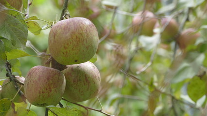 Sweet and organic plums grown at Fu Shou Shan Farm mountain in Taiwan