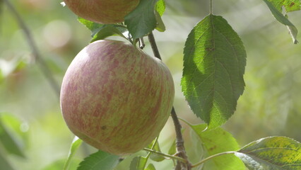 Sweet and organic plums grown at Fu Shou Shan Farm mountain in Taiwan