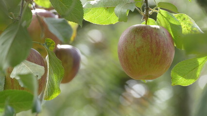 Sweet and organic plums grown at Fu Shou Shan Farm mountain in Taiwan