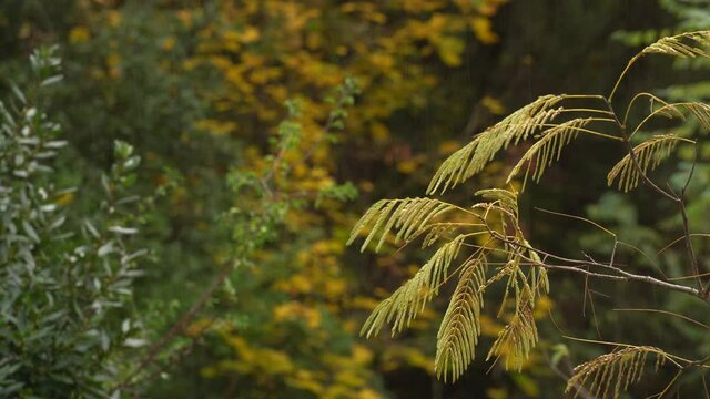 Yellow Albizia Leaves in Autumn on a Rainy Day in Europe - selective focus