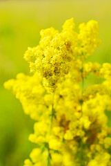 Floral wallpaper. Yellow blooming meadow grass close up on a blurred flower field. Selective focus