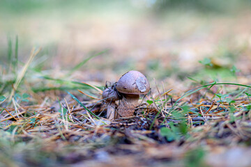 Beautiful mushroom in the forest. Edible or non-edible mushroom in the autumn forest. Mushroom picking in the forest