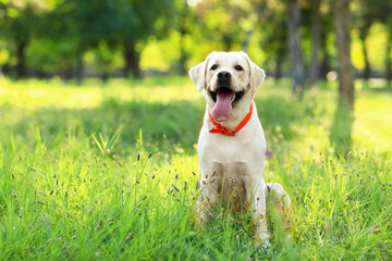 Cute Labrador dog in park on sunny day