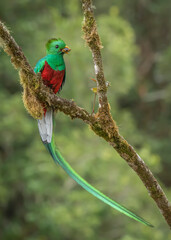 Resplendent Quetzal 