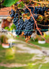 Black Vranac grapes growing from vines at a residential home near Skadar Lake,Montenegro.