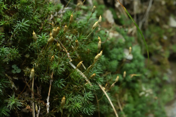 Hair cup moss with the capsules on the slope in the forest. 
