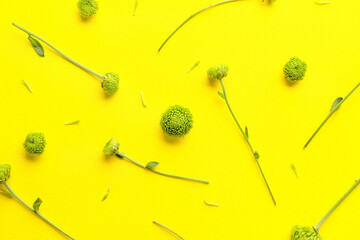 Many green chrysanthemum on yellow background