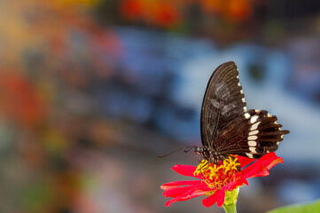 A brown butterfly perched on a red zinnia flower, has a background of autumn leaves and warm sunlight, copy space