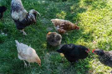 Chicken and rooster walk on herb outside the yard in the village