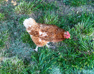 Chicken and rooster walk on herb outside the yard in the village
