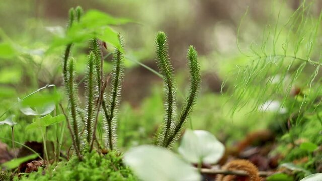 Lycopodiopsida Plant growing in a Leafy forest. Close up Rare Endangered Plant Species found in Latvia. Bokeh
