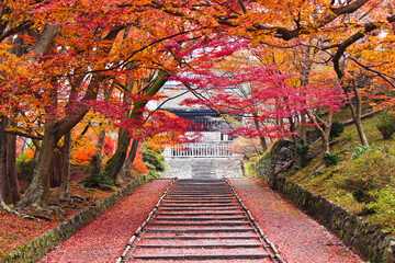 The Colorful Autumn Leaves, Bishamon-Do Temple, Kyoto, Japan
