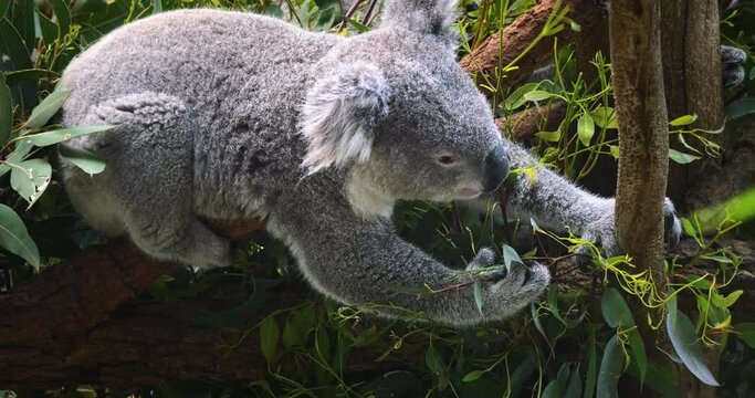 Australia wild animal Koala bear eating green leaves
