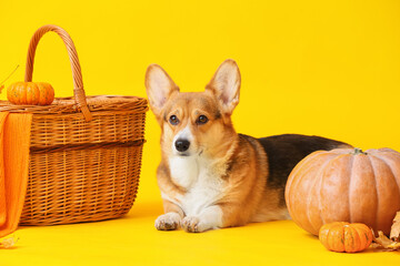 Cute dog, wicker basket, autumn leaves and pumpkins on color background. Thanksgiving day celebration