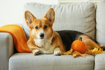 Cute dog with pumpkin on sofa in room. Thanksgiving day celebration