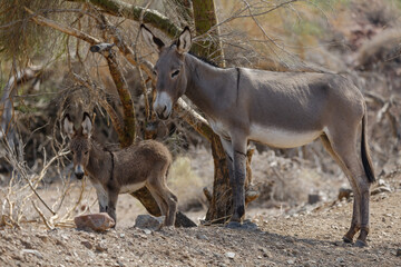 Naklejka na ściany i meble wild burro in the Arizona desert