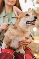 Cute Corgi dog with owner in autumn park, closeup