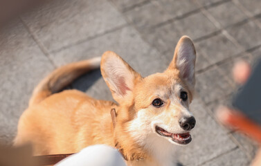 Cute Corgi dog with owner on city square, closeup