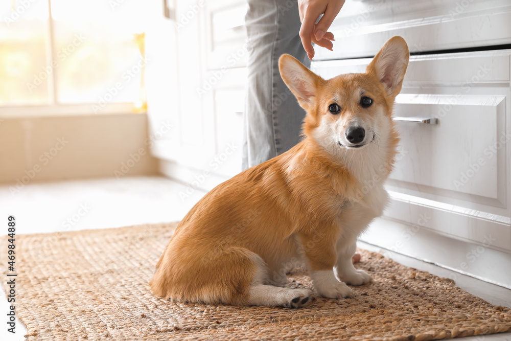 Canvas Prints cute corgi dog with owner in kitchen