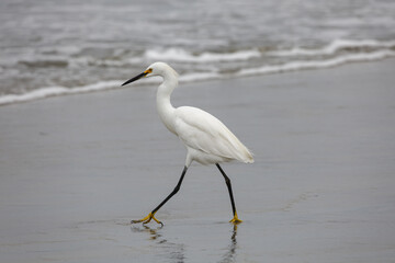 snowy egret standing on the beach