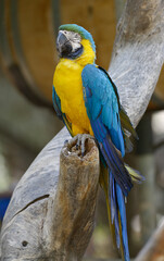 blue and yellow macaw on a branch
